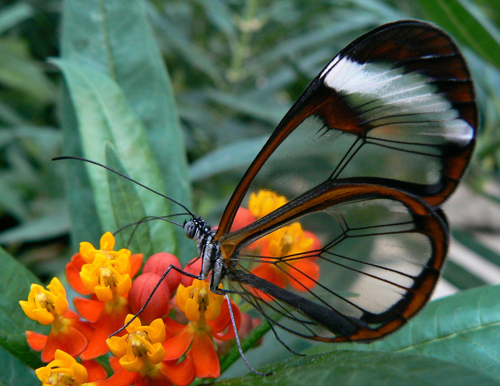 Resultado de imagen para african daisy