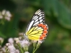 Schöner Schmetterling