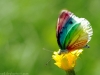 Regenbogen