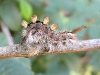 Haarige Raupe