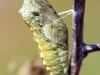 Schwalbenschwanz Puppe