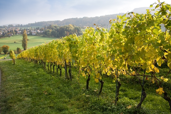 Bei dir dem Weinstock