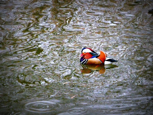 Es hat geregnet. Das Wasser war in Bewegung, doch die wunderschöne Ente stand auf dem Wasser ganz still...