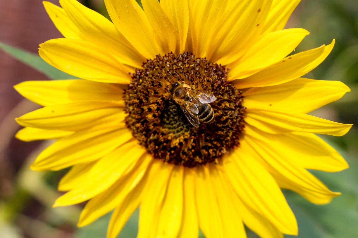 Sonnenblume und Biene